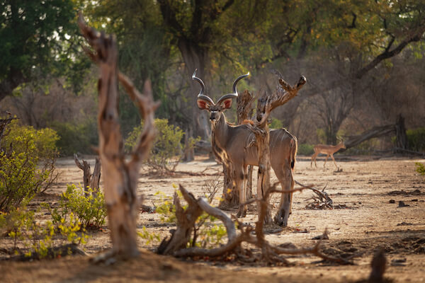 Kudus in the Zambezi River Valley