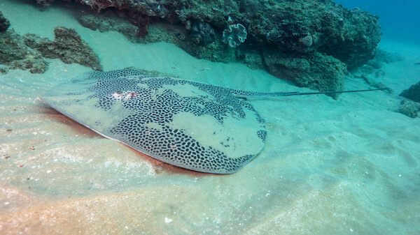 Stingray in Mozambican waters