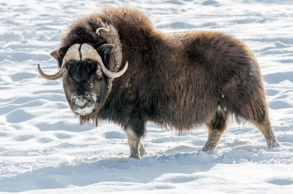 Musk ox