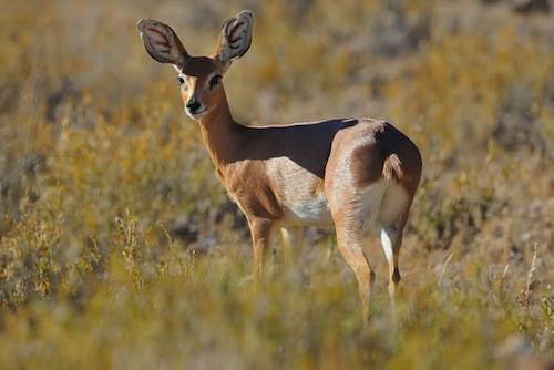 Oribi in Namibia