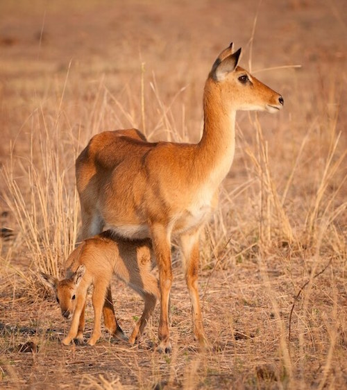 Namibian animals: Puku and Baby
