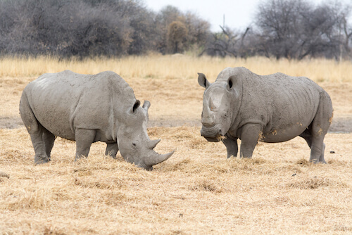 two white rhinos in Namibia
