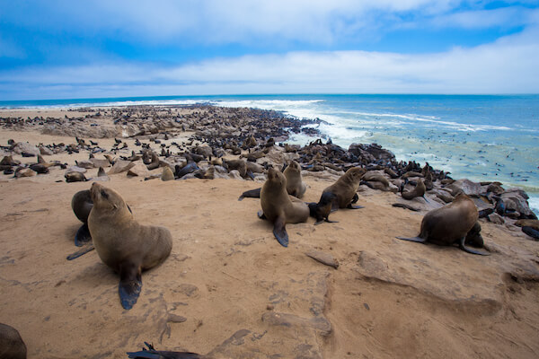 Namibia seals