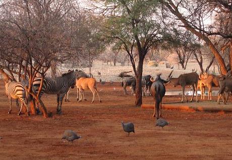 Namibian wildlife around a waterhole in Omaruru