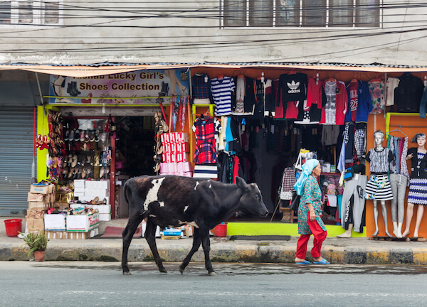 Cow in Kathmandu/Nepal - image by Mark Benham/shutterstock.com