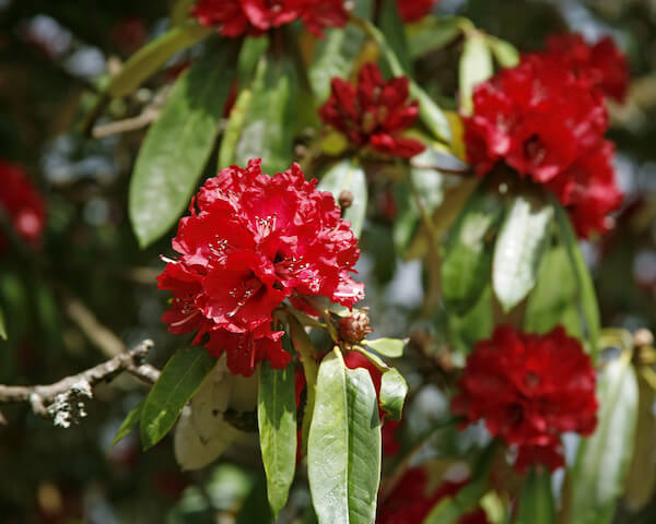 Rhododendron tree in Nepal