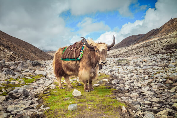 Yak in Nepal at Everest Base Camp