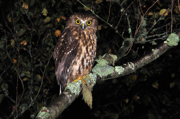 Morepork owl