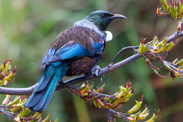 tui bird new zealand