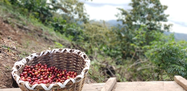 Nicaragua coffee beans in basket on farm