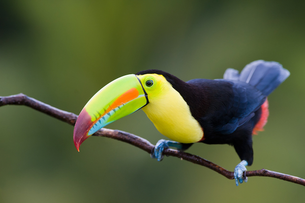 Toucan in Nicaragua