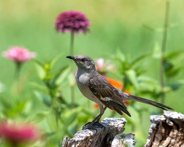 northern mockingbird