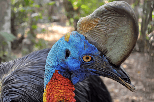 Animals in Australia | Australian Animals you should know | Wildlife Animals in Australia | Australian Animals you should know | Wildlife