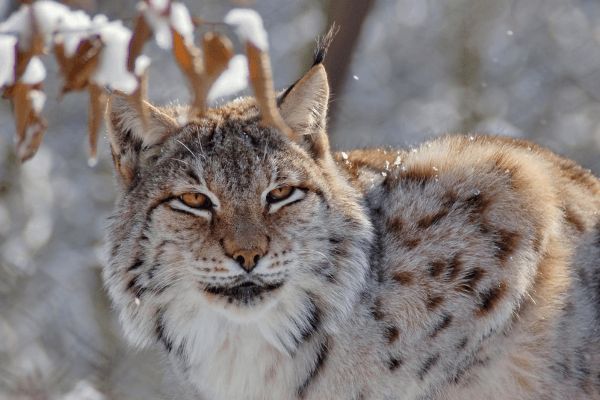eurasian lynx