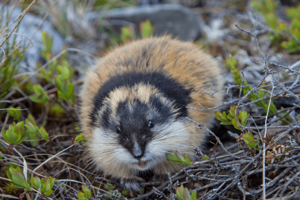 norway lemming