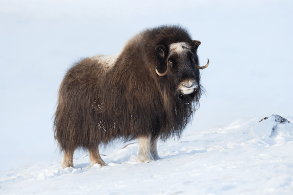 musk ox