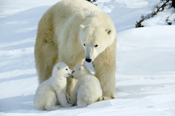 norway polar bears
