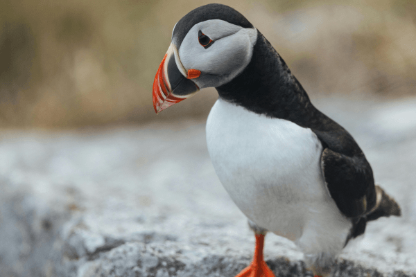 puffin