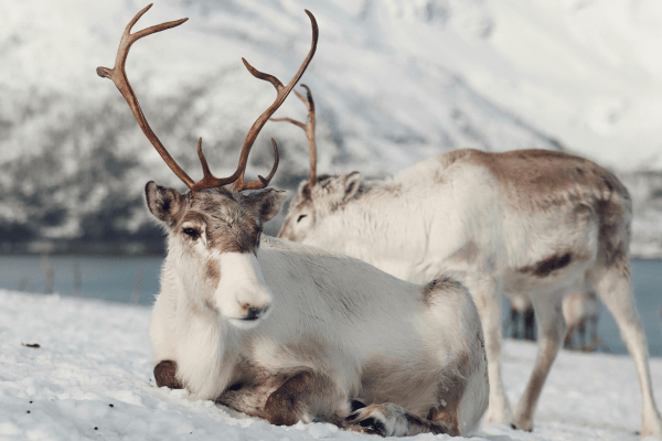norway reindeer in snow