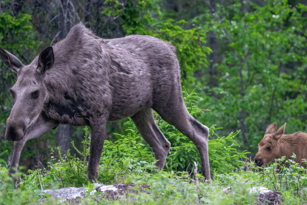 moose female and baby
