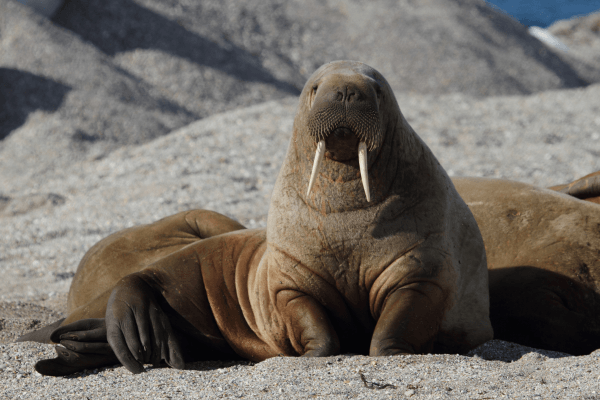 norway walrus