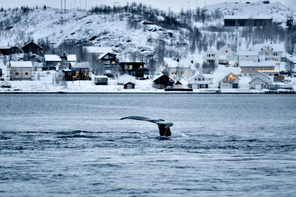 norway whale