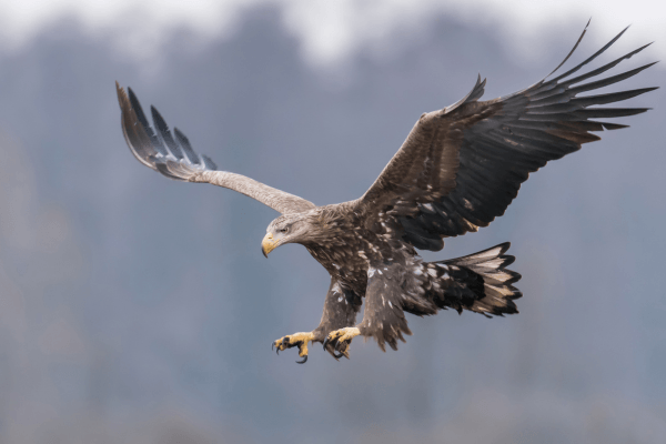 white tailed eagle