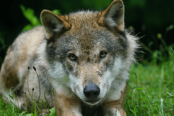 eurasian wolf