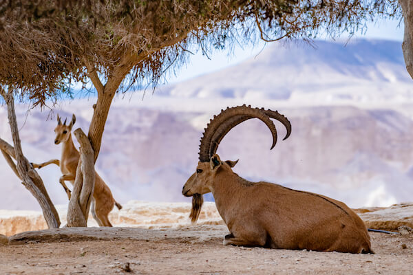 Cabra montés de Nubia