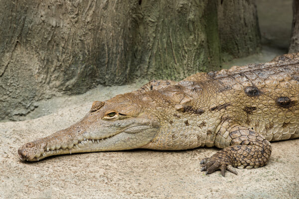 Orinoco river crocodile
