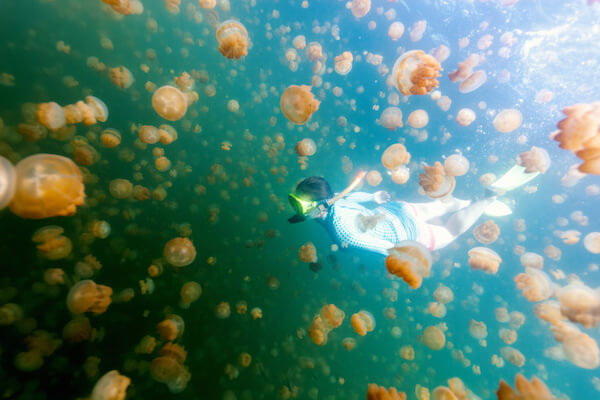 palau jellyfish lake