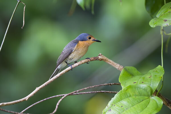 palauan flycatcher