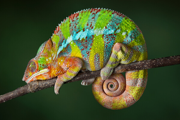 Panther chameleon, the largest land animal in Reunion