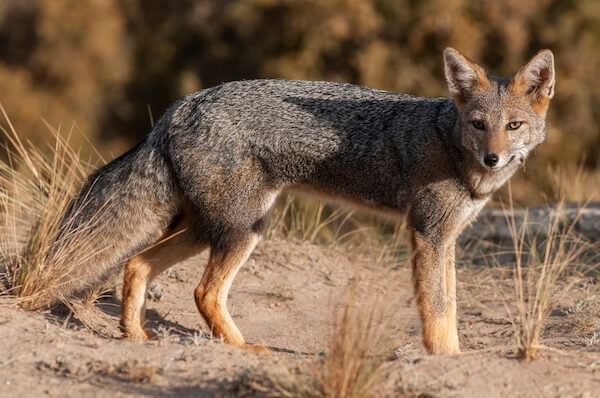 paraguay pampas fox