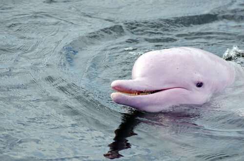 pink river dolphin - an endangered species