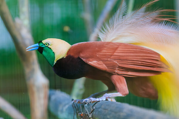 Bird of Paradise