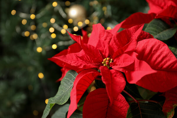 christmas poinsettia