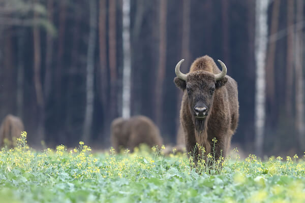 European Bison in Poland