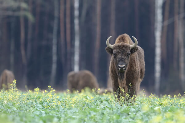 poland bison