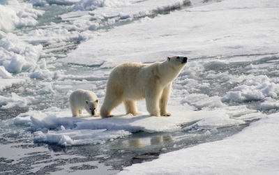 Polar bear and cub by Christopher Wood