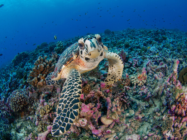 Tuvalu Turtle Oceania