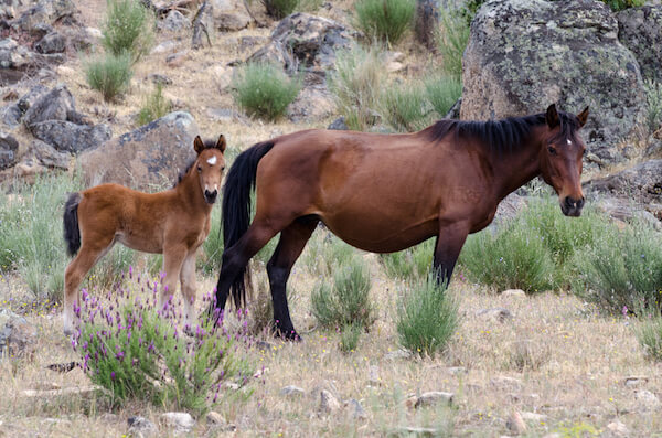 Wild horses in Portugal