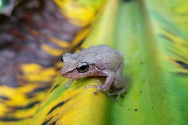 puertorico frog coqui