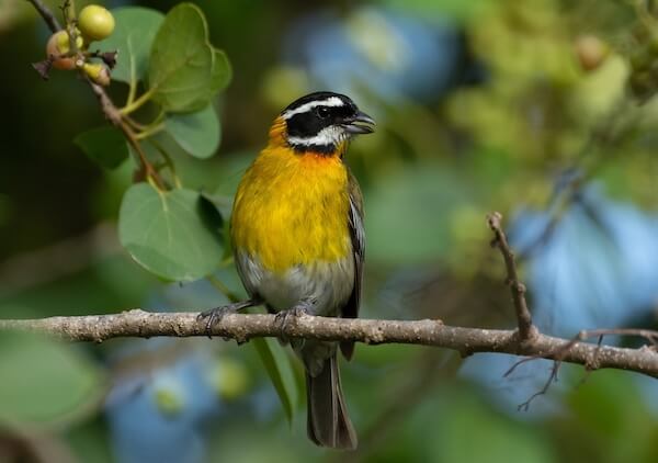 puerto rico spindalis bird