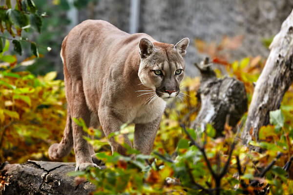Puma in autumn forest