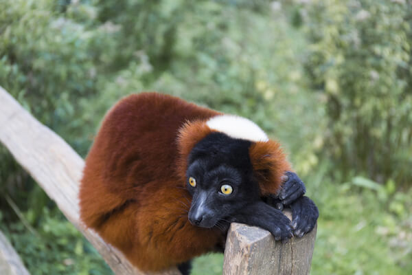 madagascar red ruffled lemur 
