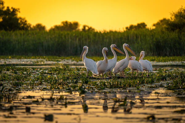 romania pelicans