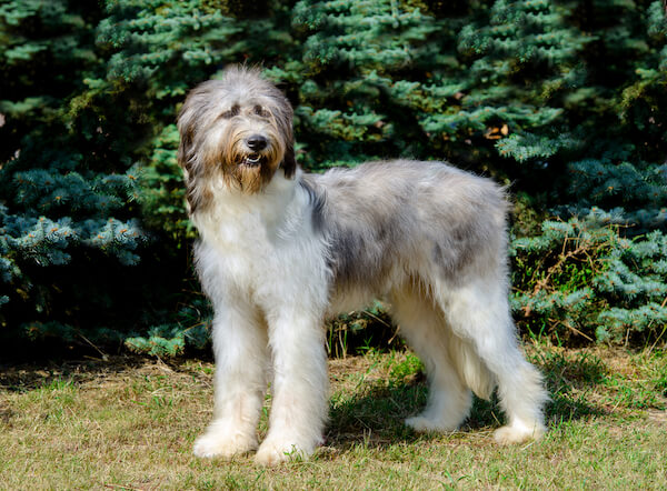 Romanian shepherd dog