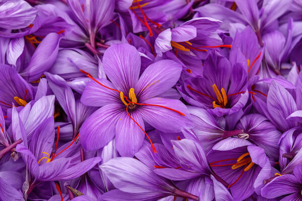 iran saffron crocus