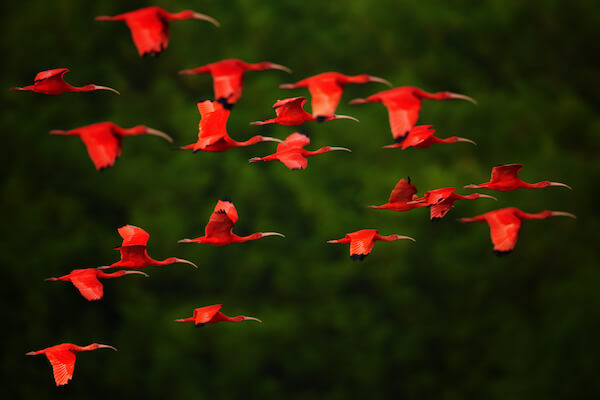 Flock of Scarlet Ibis by Martin Mecnarowski/shutterstock
